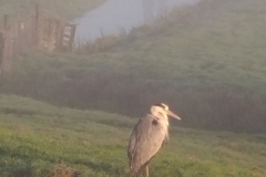 Pieter-Divendal-20210207-reiger2-LR