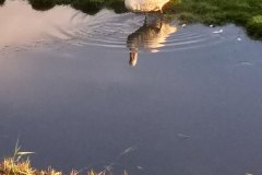 Pieter-Divendal-20210207-zwaan-LR