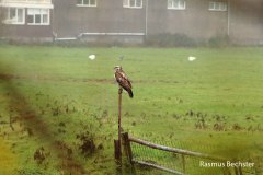 Rasmus-Bechster-buizerd-01-LR