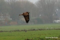 Rasmus-Bechster-buizerd-03-LR