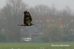 Rasmus-Bechster-buizerd-aangepast-LR