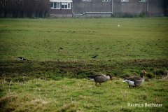 Rasmus-Bechster-grauwe-gans-01
