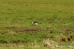 Rasmus-Bechster-kievit-01-LR