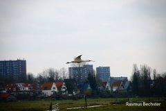 Rasmus-Bechster-lepelaar-03