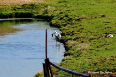 Rasmus-Bechster-reiger-01-LR