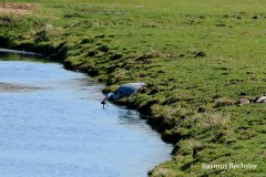 Rasmus-Bechster-reiger-02-LR