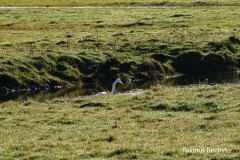 Rasmus-Bechster-zilverreiger-03-LR