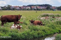 Harald-koeien-met-kalveren-in-hoekje-LR