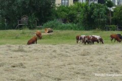 Harald-maaien-03-LR
