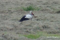 Harald-maaien-04-ooievaar-LR