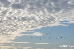 Harald-ochtendgloren-03-LR