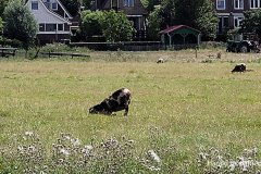 Harald-zomer21-grazend-schaap-LR