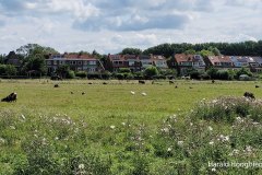 Harald-zomer21-polder-lepelaar-schaap-LR