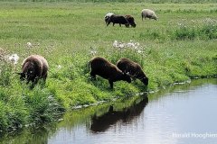 Harald-zomer21-schapen-LR