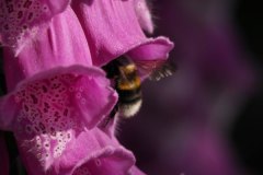 Matthijs-de-Bruijn-hongbij-op-allium-LR
