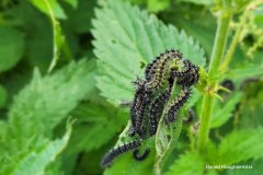 Harald-Kleine-vos-Aglais-urticae-rups-brandnetel-LR