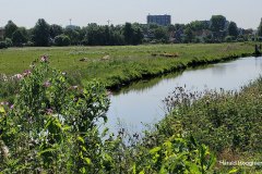 Harald-Polder-1-LR