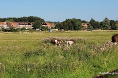 Harald-koeien-1