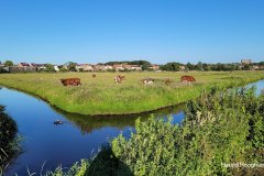 Harald-koeien-3