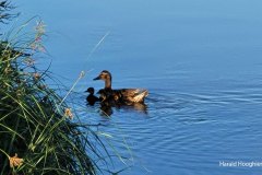 Harald-wilde-eend-met-pullen