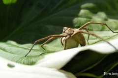 Tom-Kraamwebspin-vrouw-eicocon-LR
