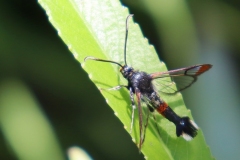 Wilgenwespvlinder-Synanthedon-formicaeformis-2021_06_06