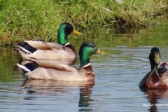 Harald-drie-woerden-LR