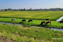 Harald-koeien-en-polder-LR