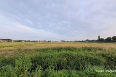 Harald-polder-eind-juni-2-LR
