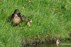 Harald-wilde-eend-met-pullen-LR