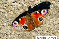 Maribi-Gomez-Dagpauwoog-LR