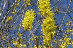 Marina-Roosebeek-forsythia-LR