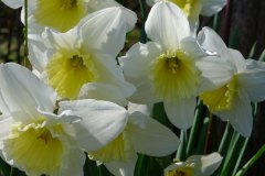 Marina-Roosebeek-narcissen-LR