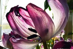 Rolf-Wegman-tulp-LR