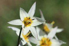 Tulp-Henk-LR