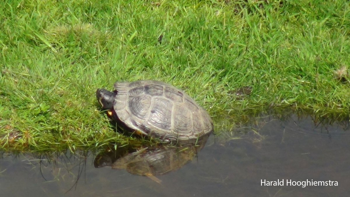 Harald-Geelbuikschildpad