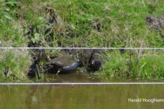 1_Harald-Hooghiemstra-waterhoen-202105010-LR