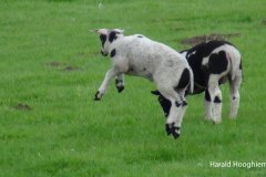 Harald-2_lammetjes