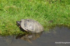 Harald-Geelbuikschildpad