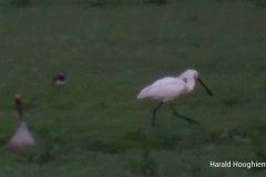 Harald-Lepelaar-grauwe_gans-kievit