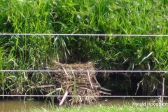 Harald-meerkoetnest