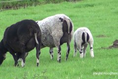 Harald-schapen_met_lam