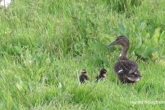 Harald-soepeend-met-2-pullen-in-gras