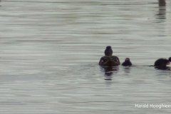 Harald-soepeend-met-2-pullen
