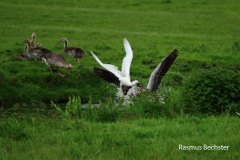 Rasmus-lepelaar-en-grauwe-gans-LR