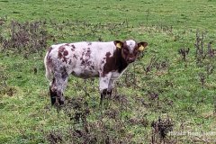 Harald-20211115-01-LR