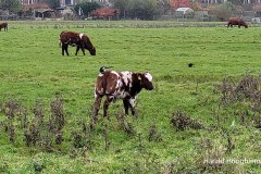 Harald-20211115-02-LR