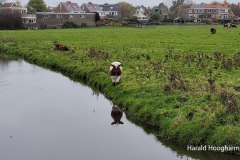 Harald-20211115-04-LR