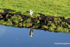 Harald-20211121-02-LR