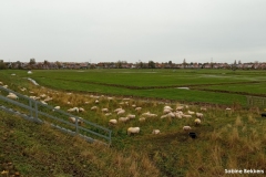2021-11-1-11-Schaapjes